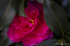 Winter Flowers #2