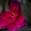 Winter Flowers #2