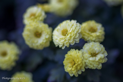chrysanthemum 2024  #1