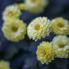 chrysanthemum 2024  #1