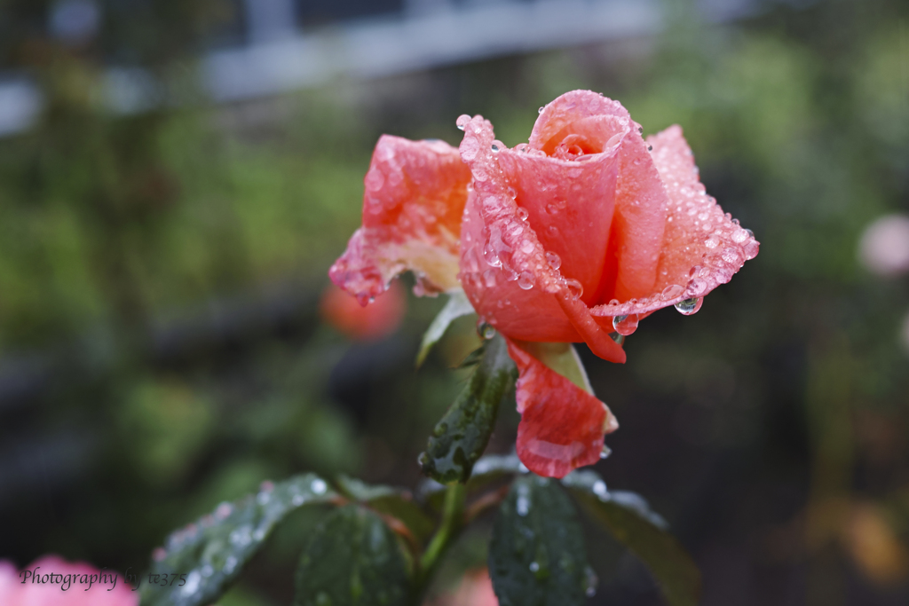 flowers 2022.10 #19
