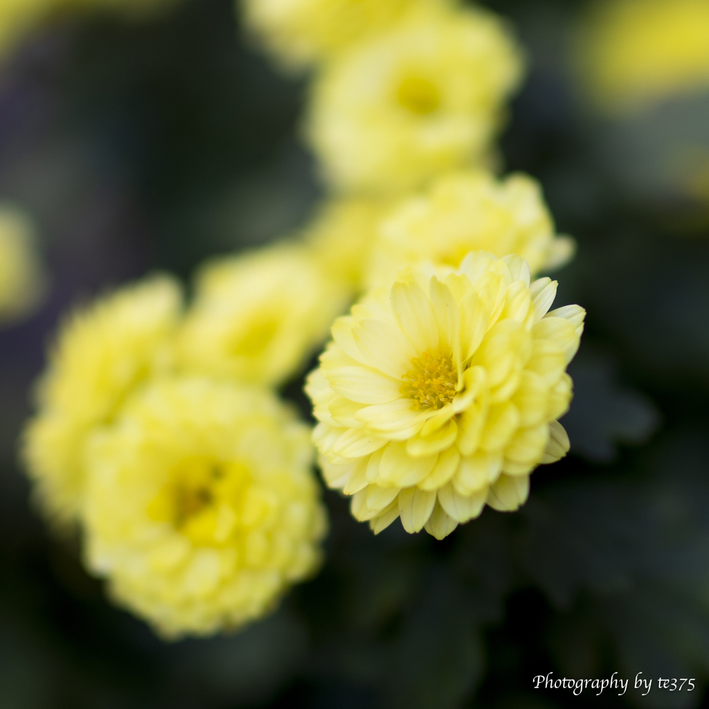 chrysanthemum 2024 #3