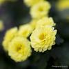 chrysanthemum 2024 #3
