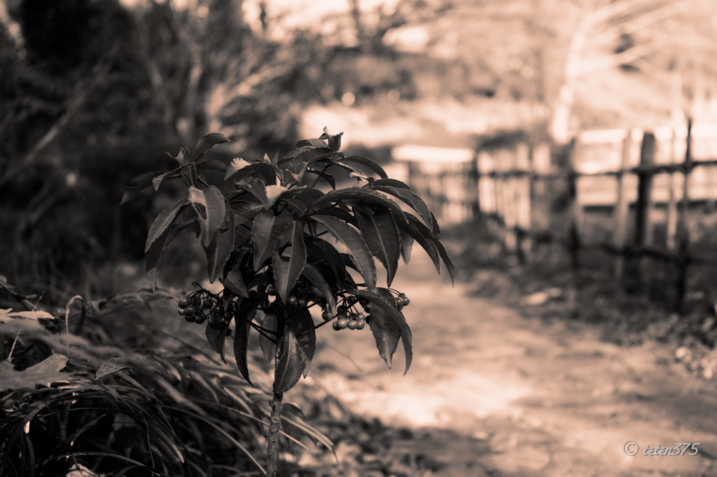 Ardisia crenata