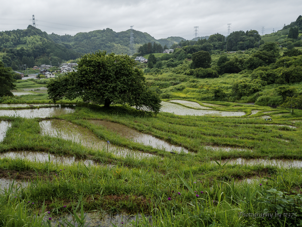 棚田風景 2021.6.19 #5