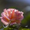H.G.P. FLOWERS 2023.10.22 #3