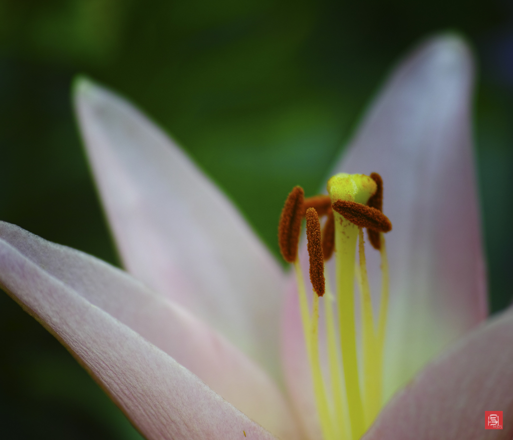 H.G.P flowers 201706 #6