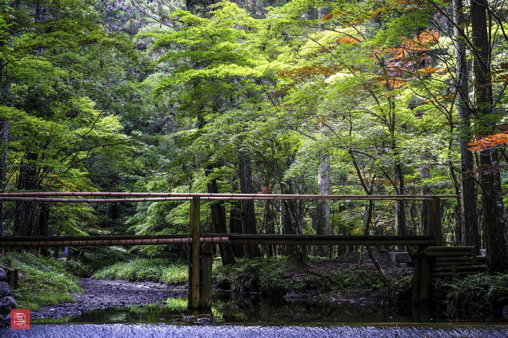 Forest of Mori　#1