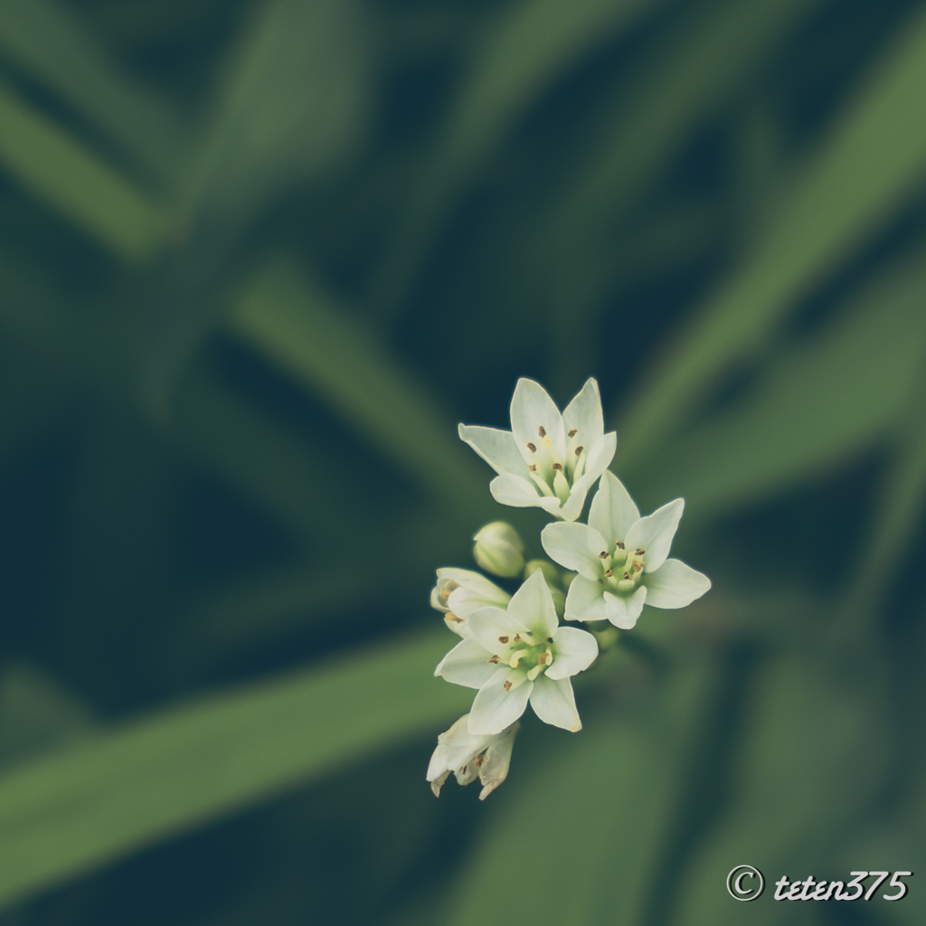DAYS  0515     #7