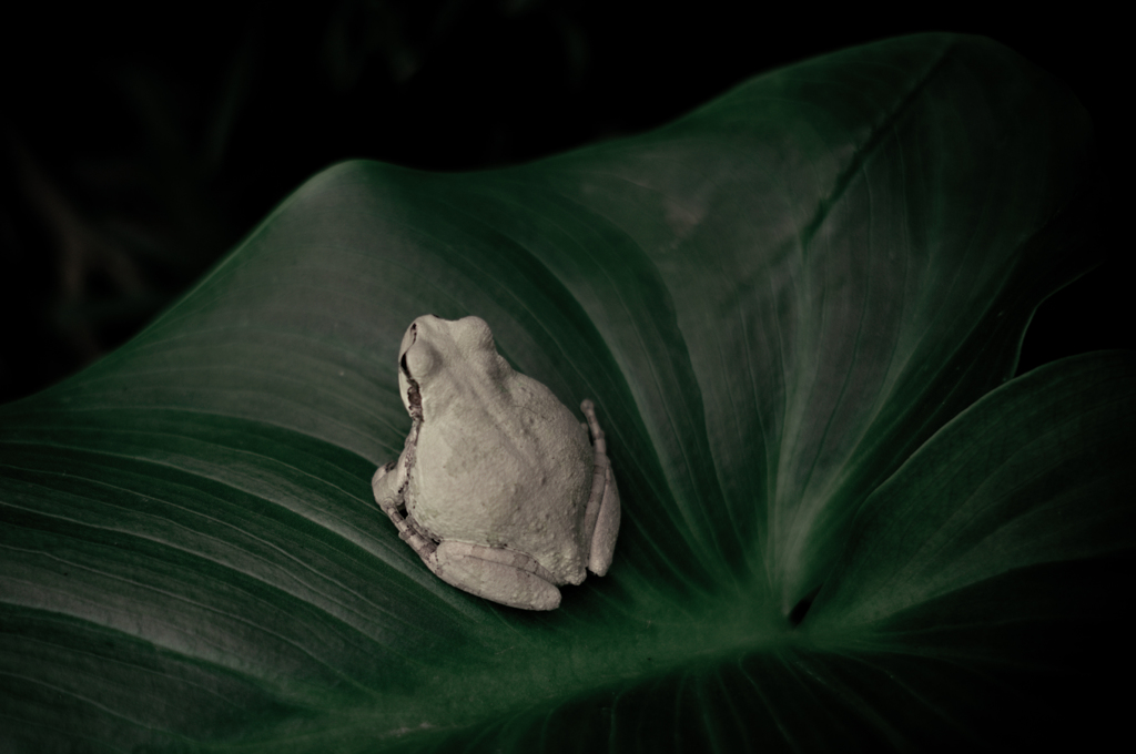 claim of the tree frog