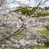 桜・千框の棚田　2022 #4