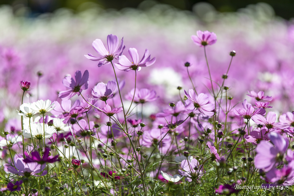 H.G.P. FLOWERS 2023.10.22 #17