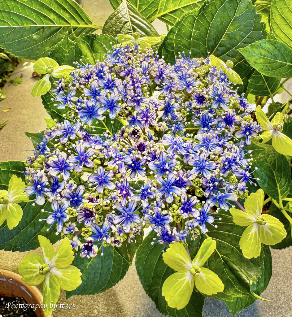 紫陽花2024 #2