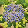 紫陽花2024 #2