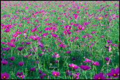 cosmos cosmos cosmos