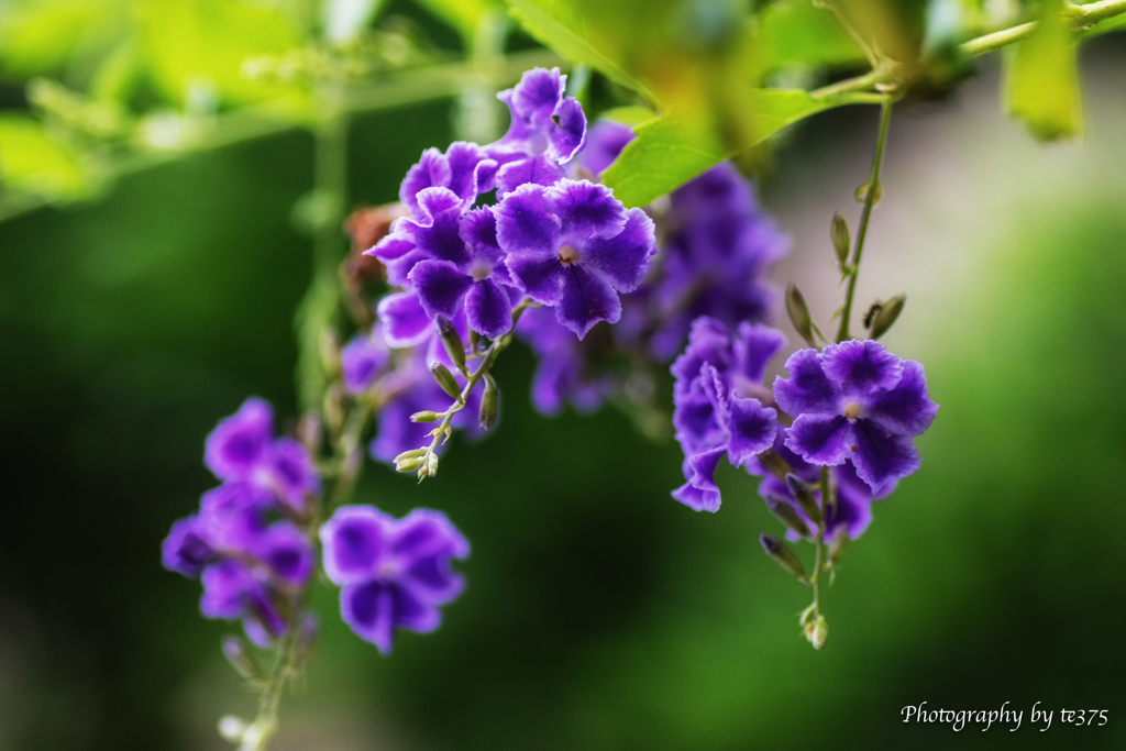 Duranta 宝塚 #1