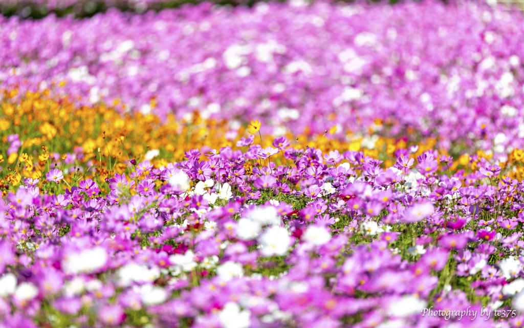 H.G.P. FLOWERS 2023.10.22 #14
