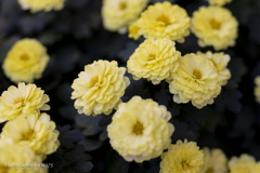 chrysanthemum 2024 #4
