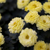 chrysanthemum 2024 #4