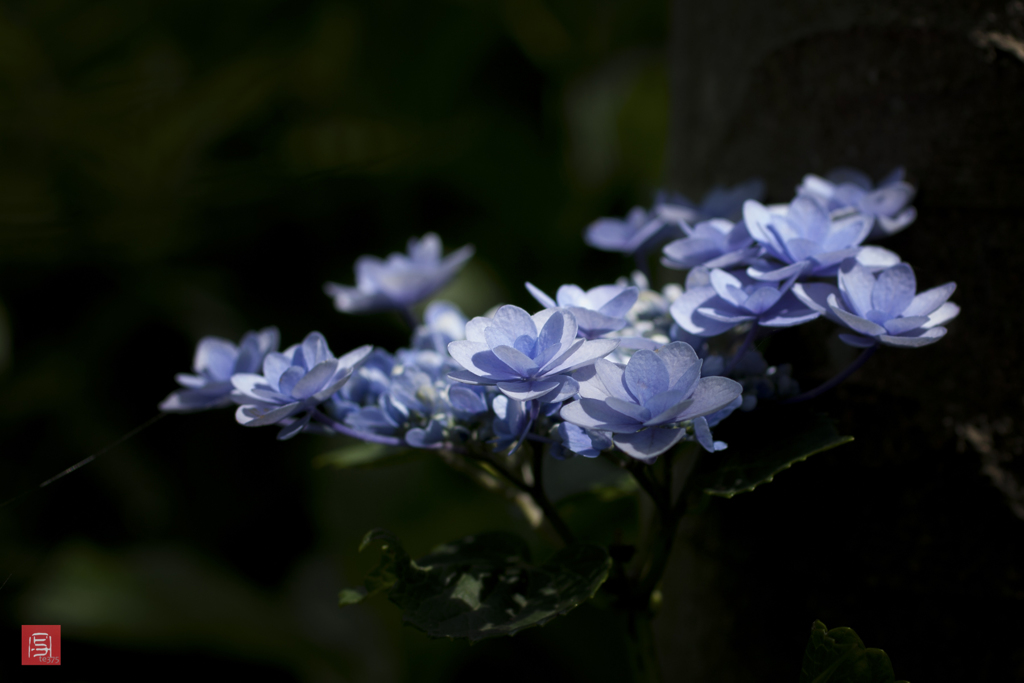 H.G.P flowers 201706 #3