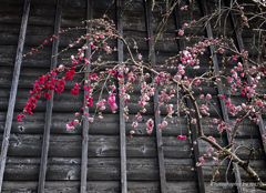 小山城下・能満寺