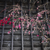 小山城下・能満寺