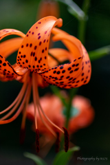 a tiger lily #3