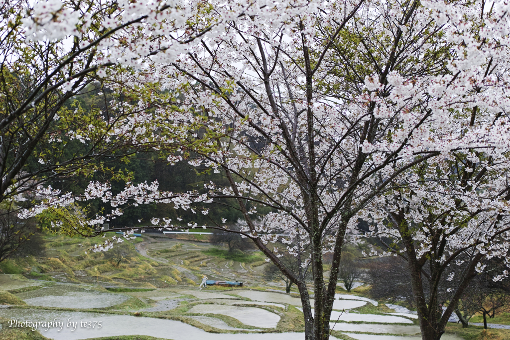 桜・千框の棚田　2022 #6