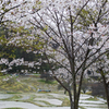 桜・千框の棚田　2022 #6