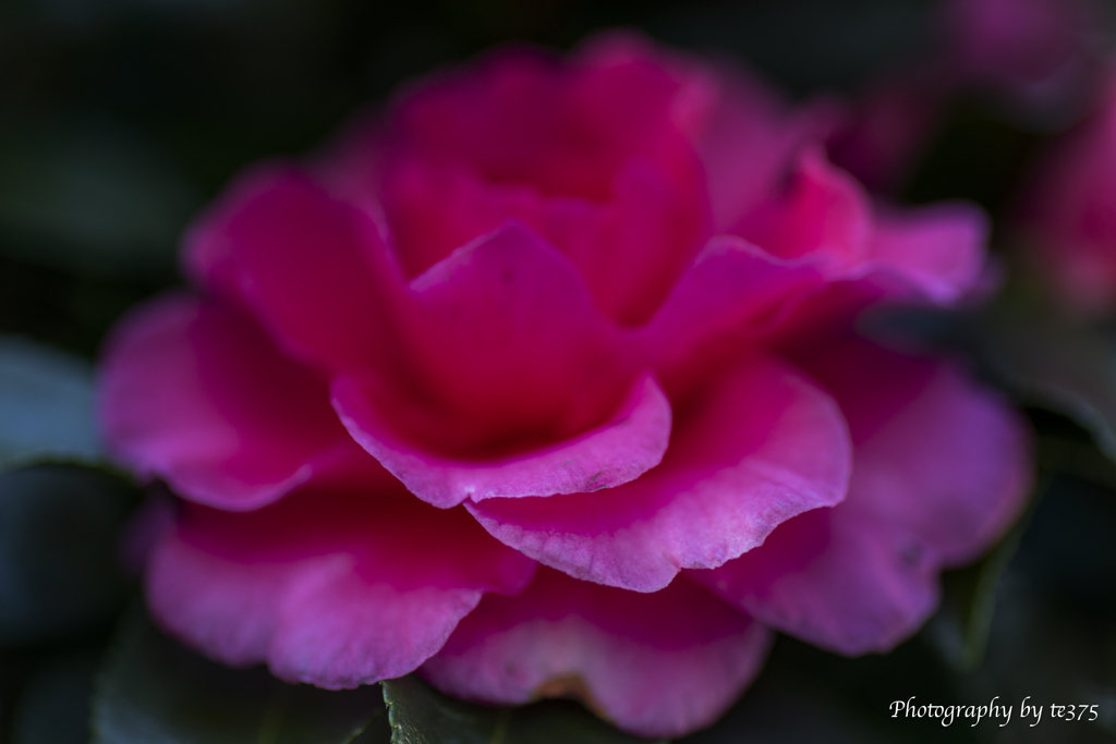 Winter Flowers #3