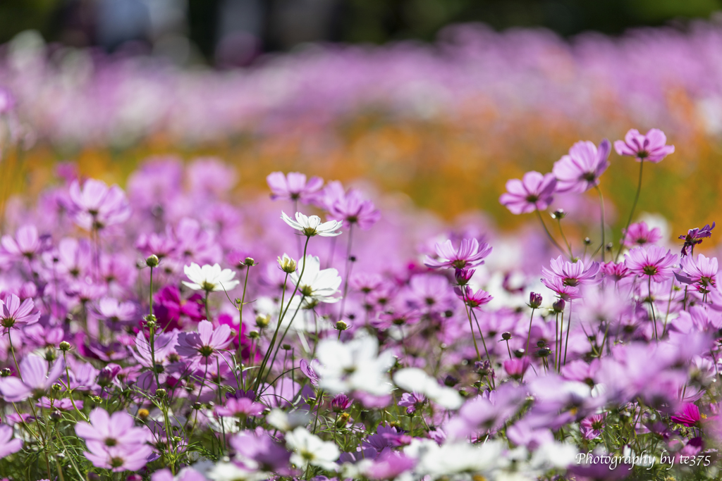 H.G.P. FLOWERS 2023.10.22 #15