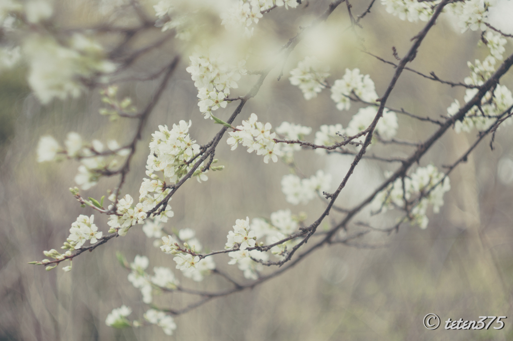 Rosaceae    20160330  #1