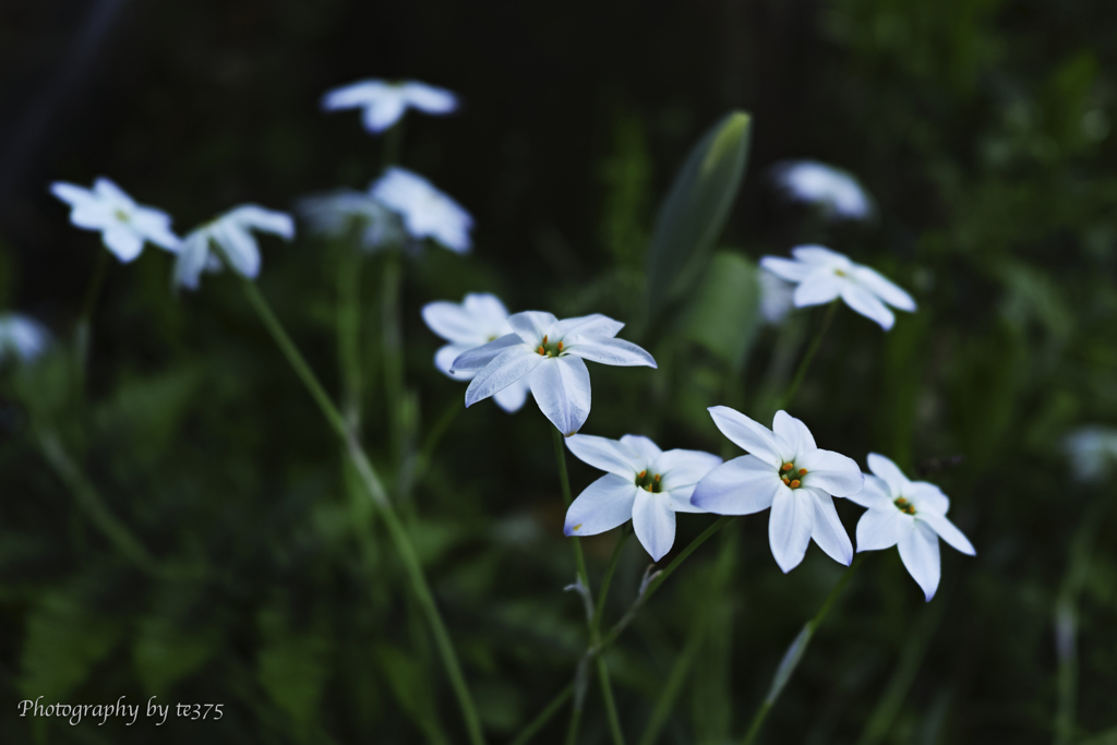 Ipheion uniflorum　#1