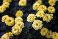 chrysanthemum 2024 #2