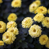 chrysanthemum 2024 #2