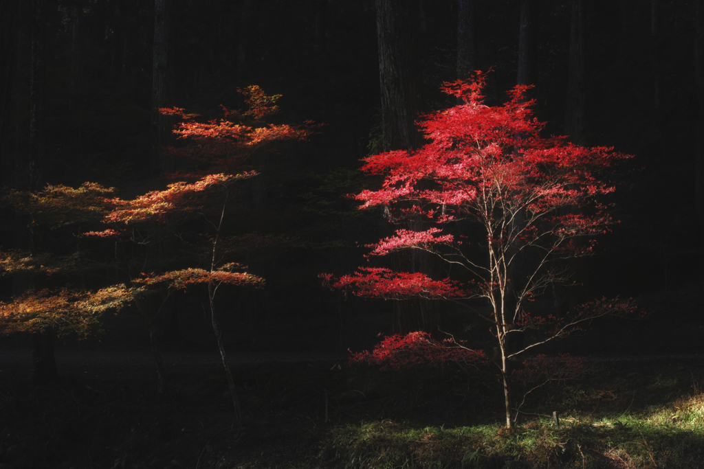 紅葉風景 #1
