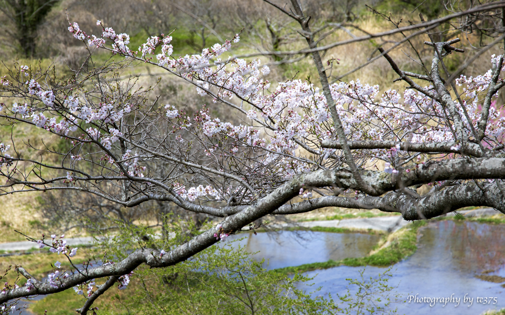 桜・千框の棚田　2022 #2