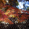 autumn leaves 2021 #2