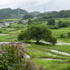 棚田風景 2021.6.19 #3