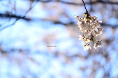 上野の桜