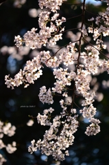 上野の桜