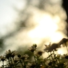 飛鳥山の花
