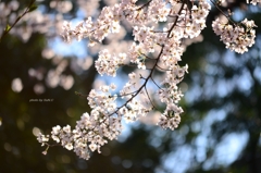 上野の桜