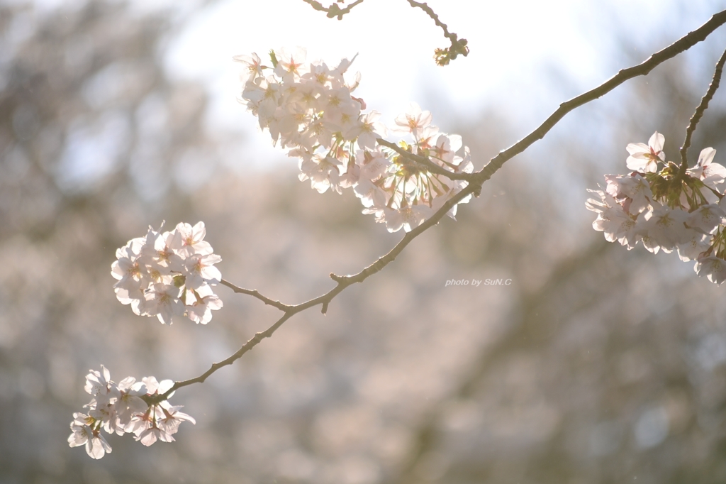 上野の桜