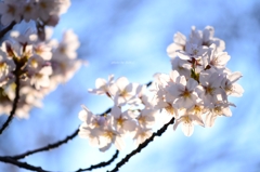 上野の桜