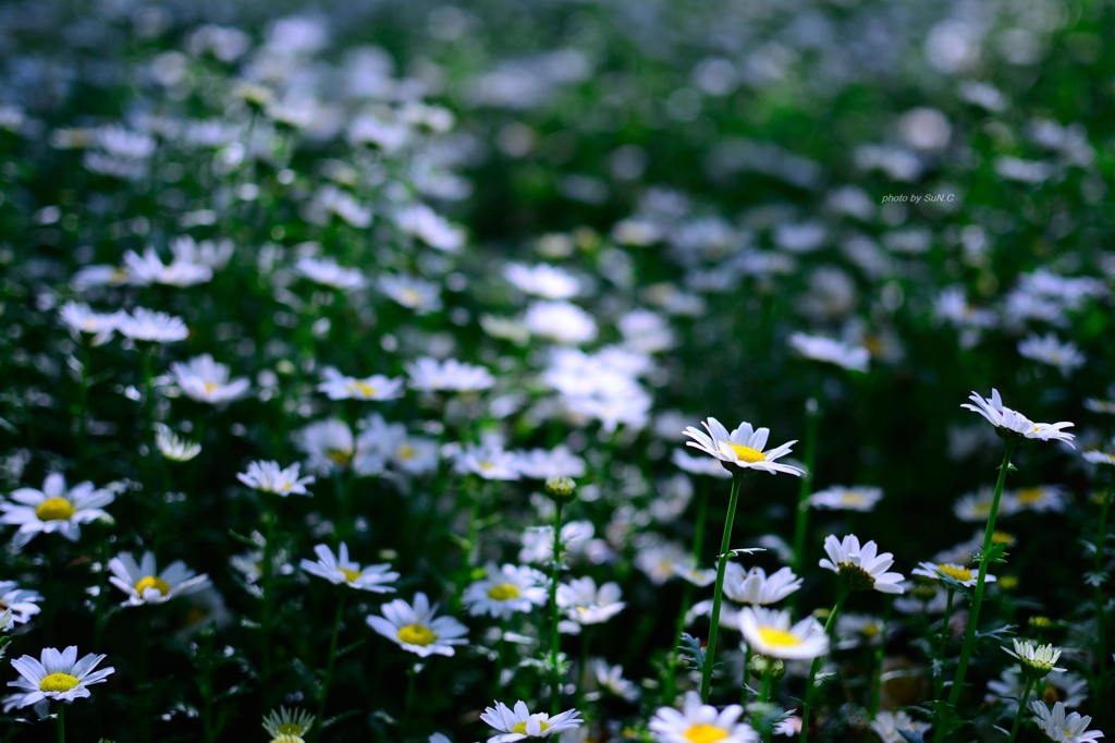 飛鳥山の花