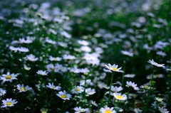 飛鳥山の花