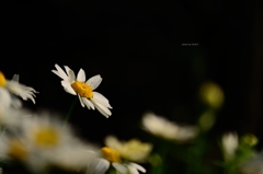 飛鳥山の花