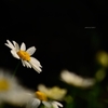 飛鳥山の花