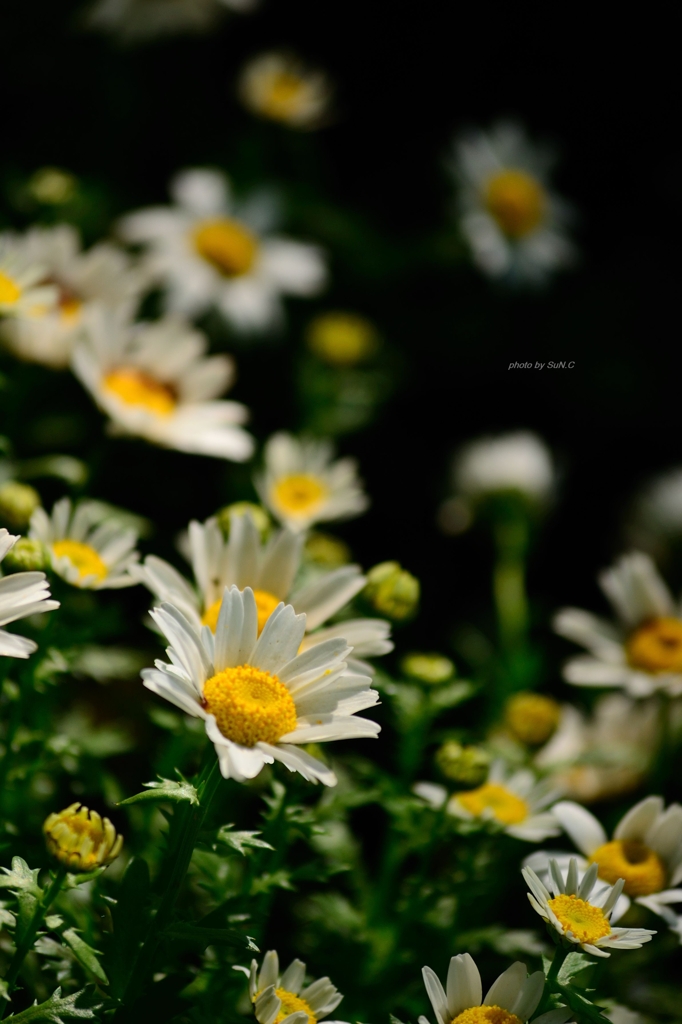 飛鳥山の花